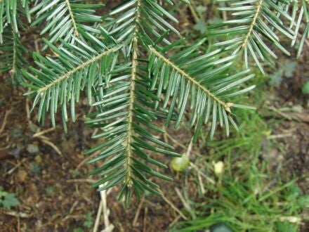 Abies alba – gewone zilverspar