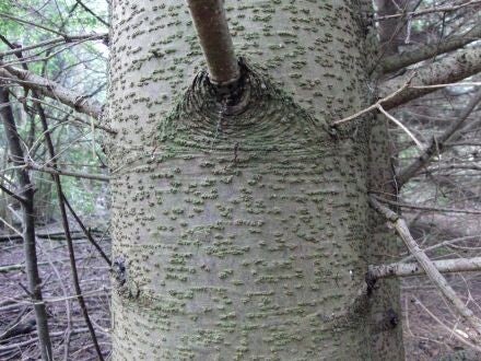 Abies alba – gewone zilverspar