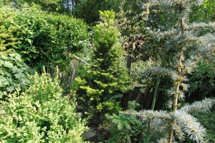 Abies alba – gewone zilverspar