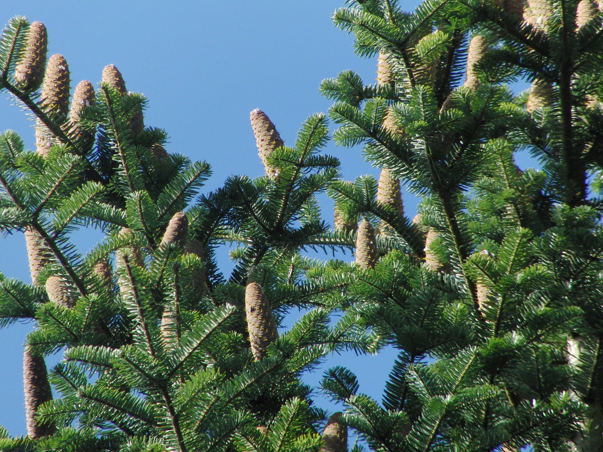 Abies alba 'Pyramidalis' – gewone zilverspar