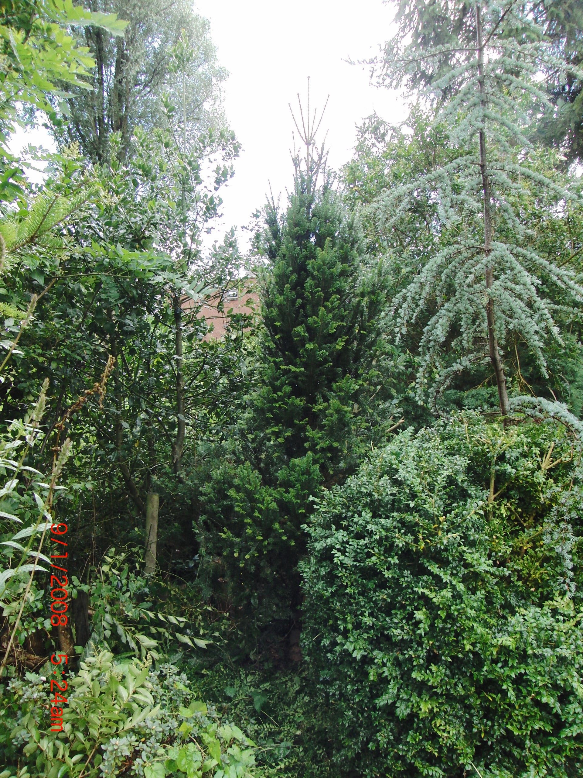 Abies alba 'Pyramidalis' – gewone zilverspar