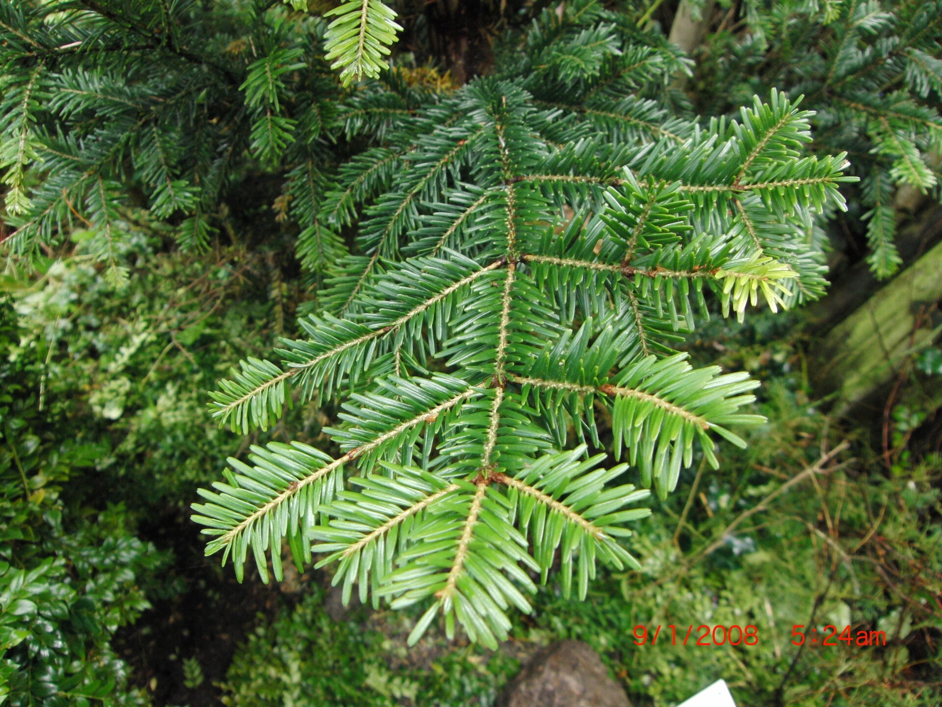 Abies alba 'Pyramidalis' – gewone zilverspar