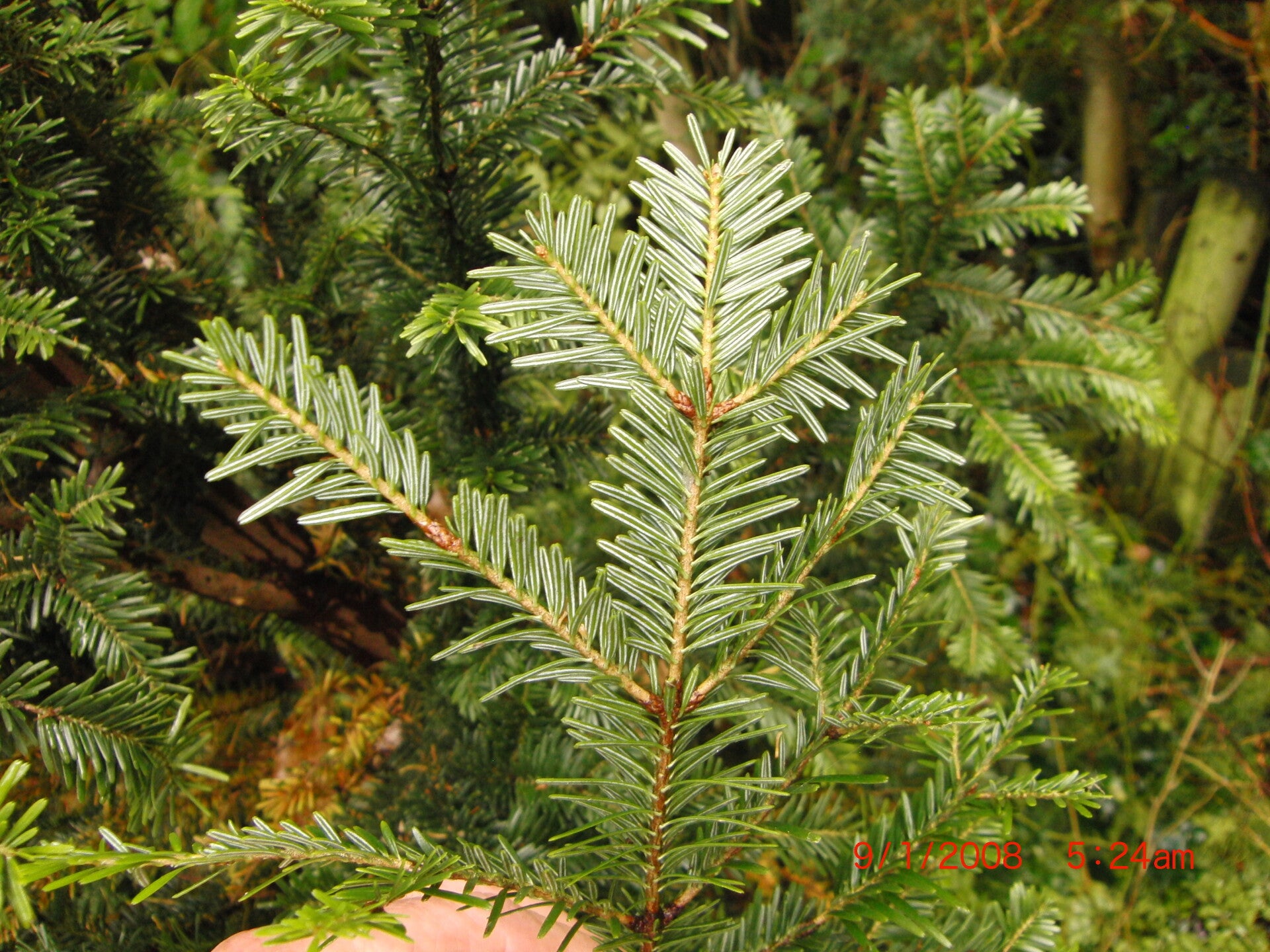 Abies alba 'Pyramidalis' – gewone zilverspar