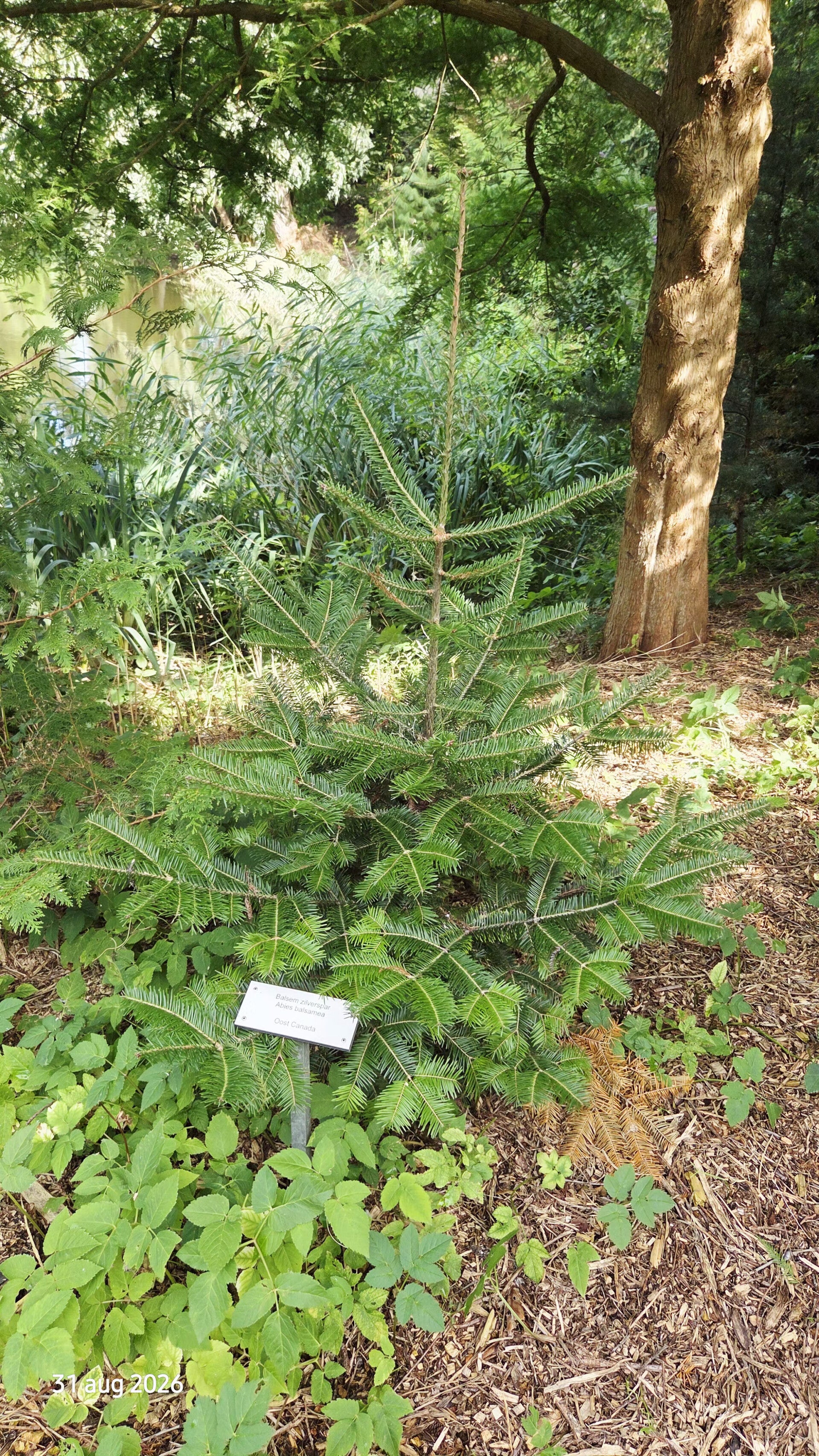 Abies balsamea – balsemzilverspar