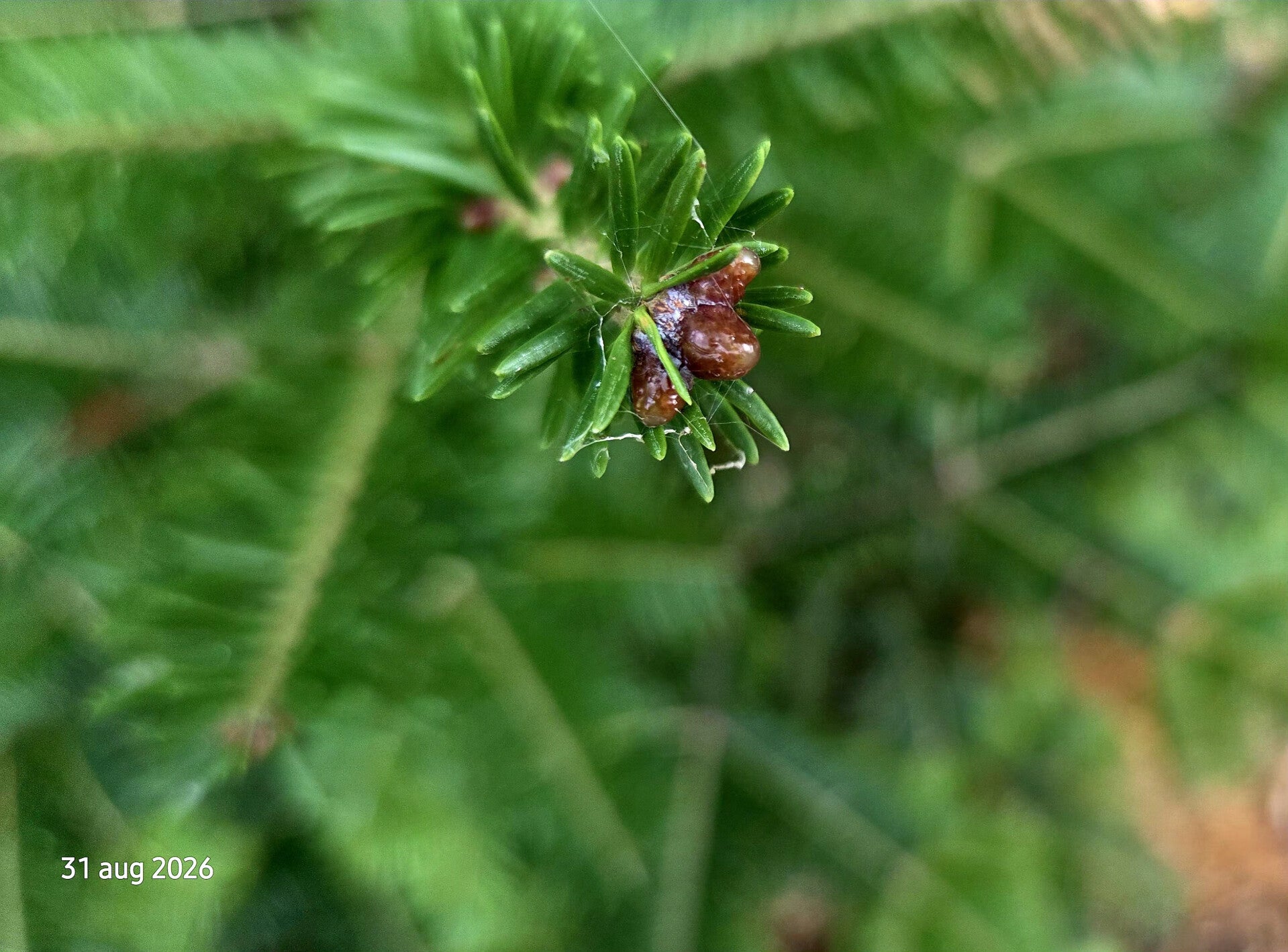 Abies balsamea – balsemzilverspar
