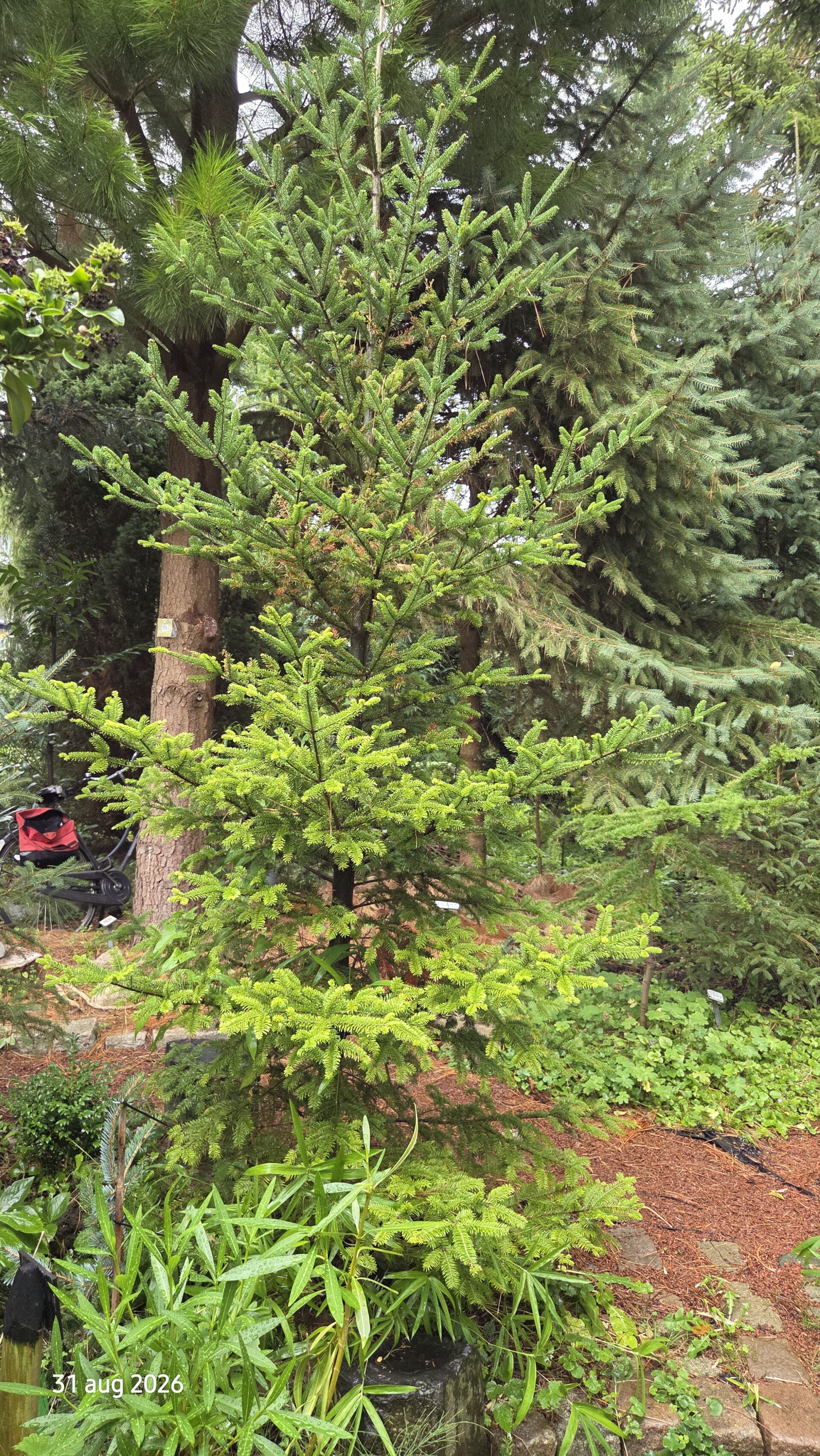 Abies balsamea var. phanerolepis – balsemzilverspar