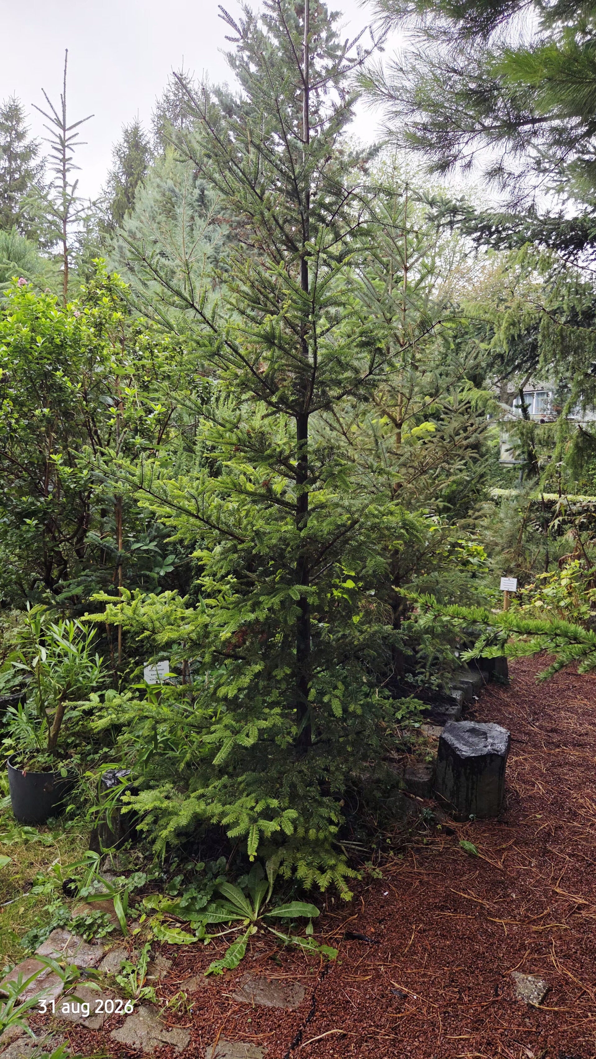 Abies balsamea var. phanerolepis – balsemzilverspar