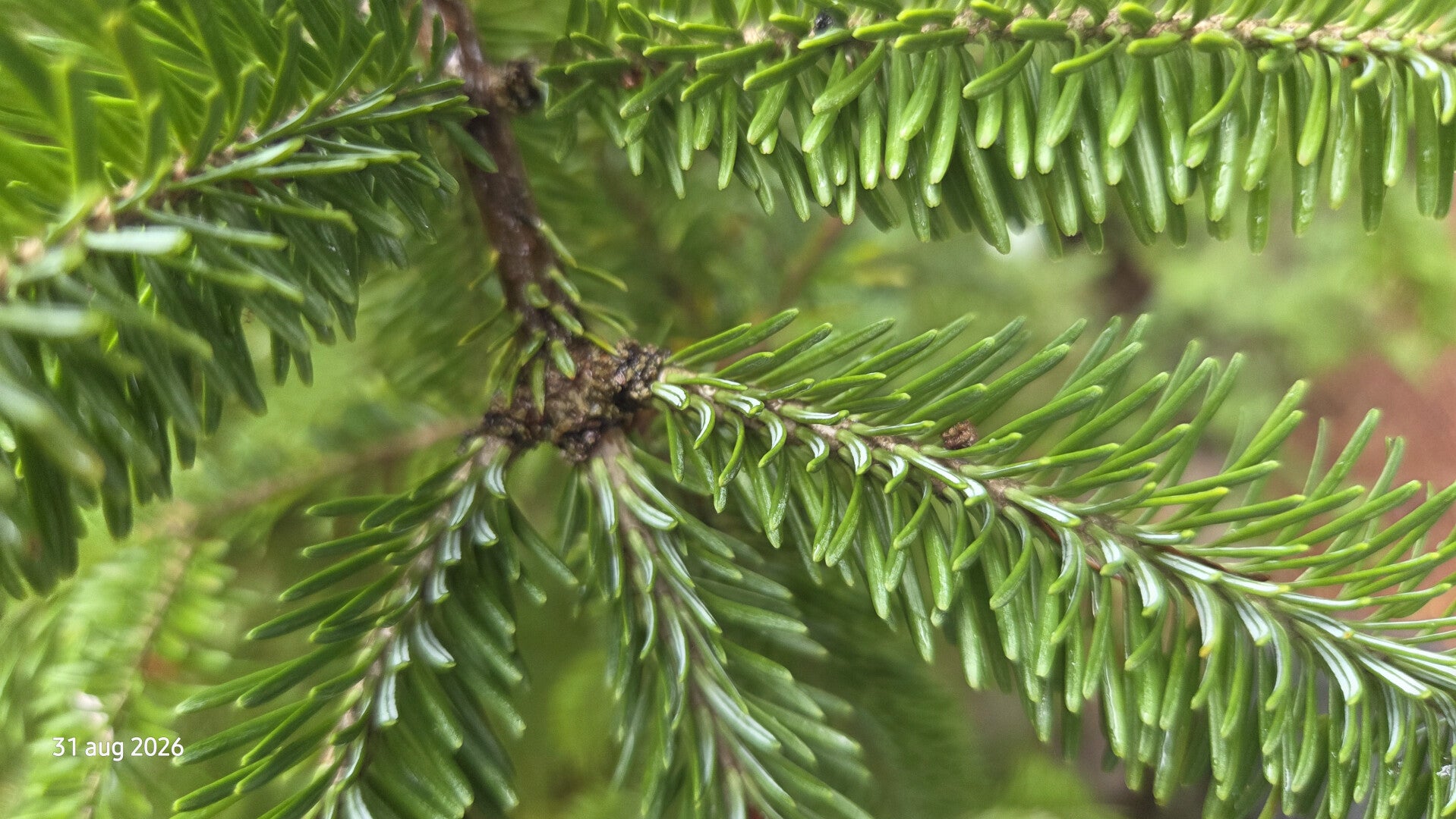 Abies balsamea var. phanerolepis – balsemzilverspar