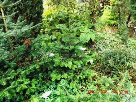 Abies borisii – Bulgaarse zilverspar