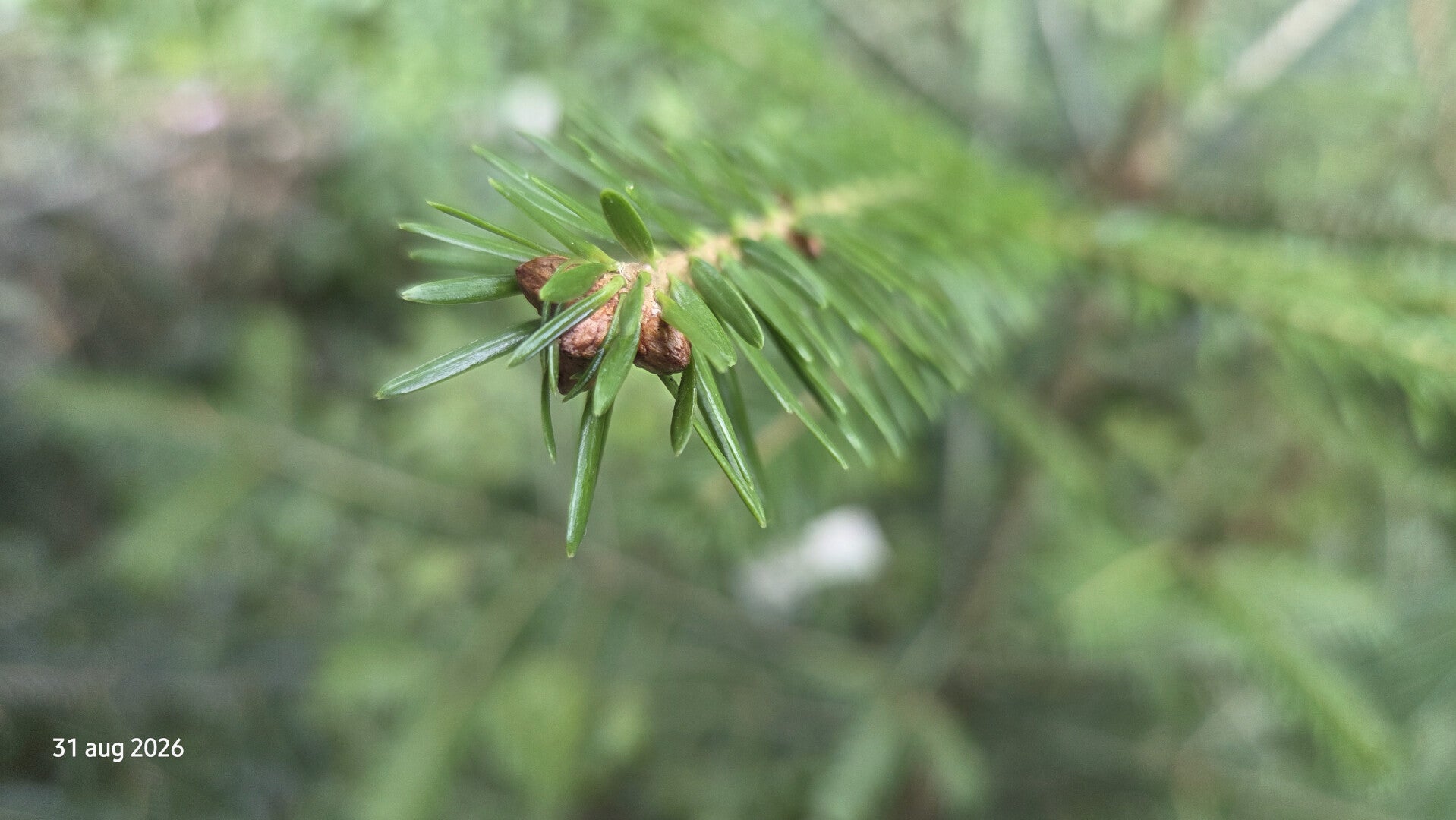 Abies borisii – Bulgaarse zilverspar