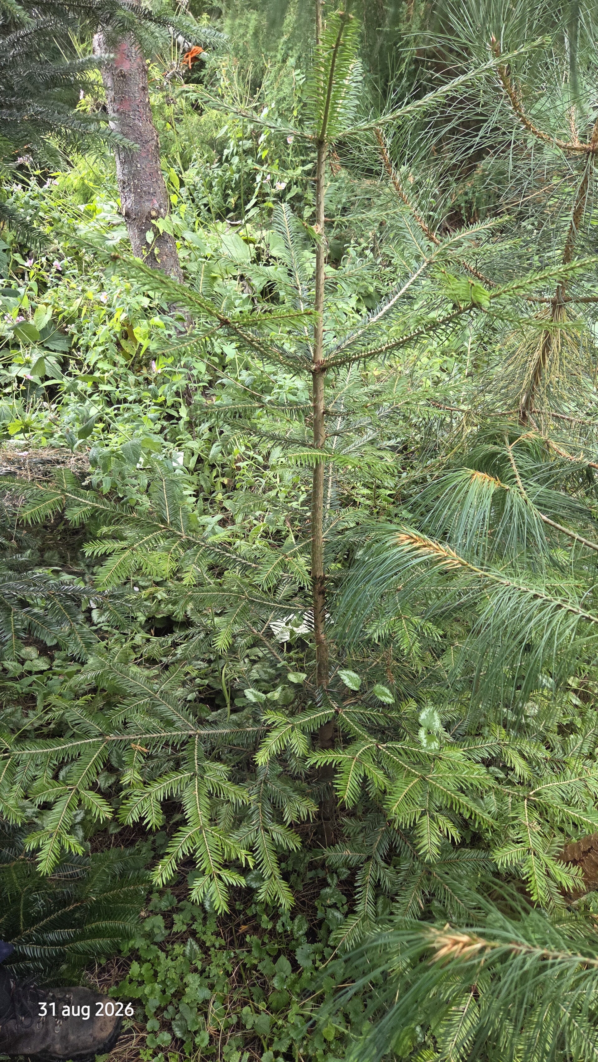 Abies borisii – Bulgaarse zilverspar