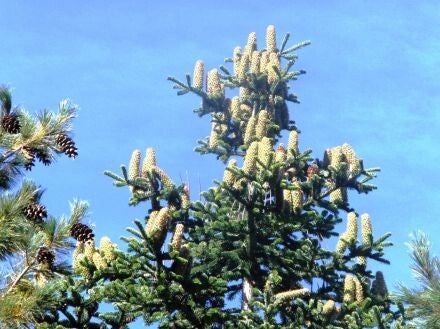 Abies borisii – Bulgaarse zilverspar