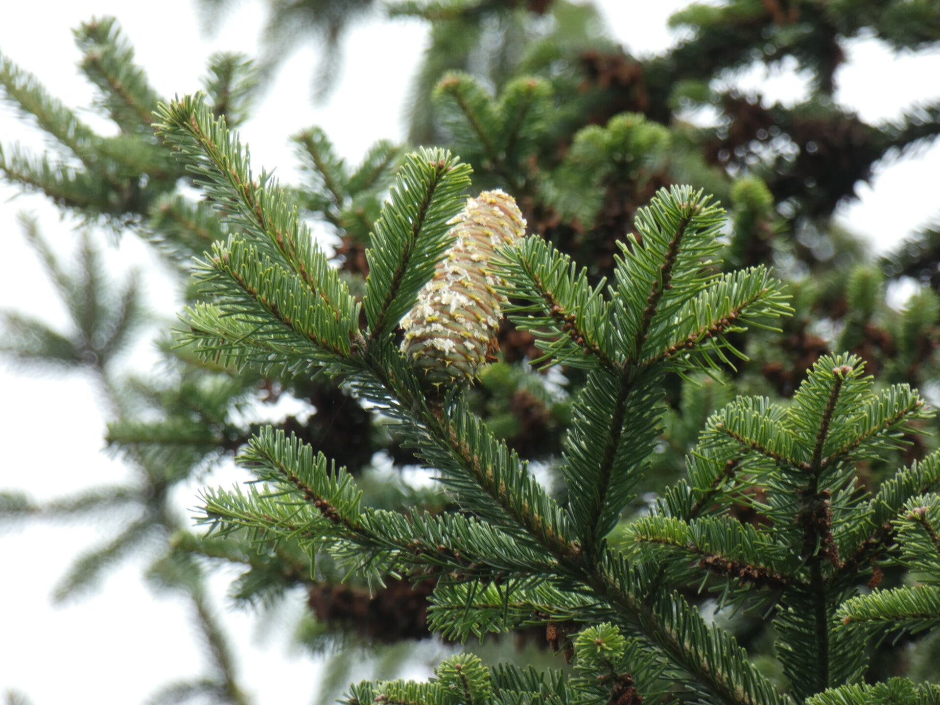 Abies bornmuellerana – Bornmueller-zilverspar
