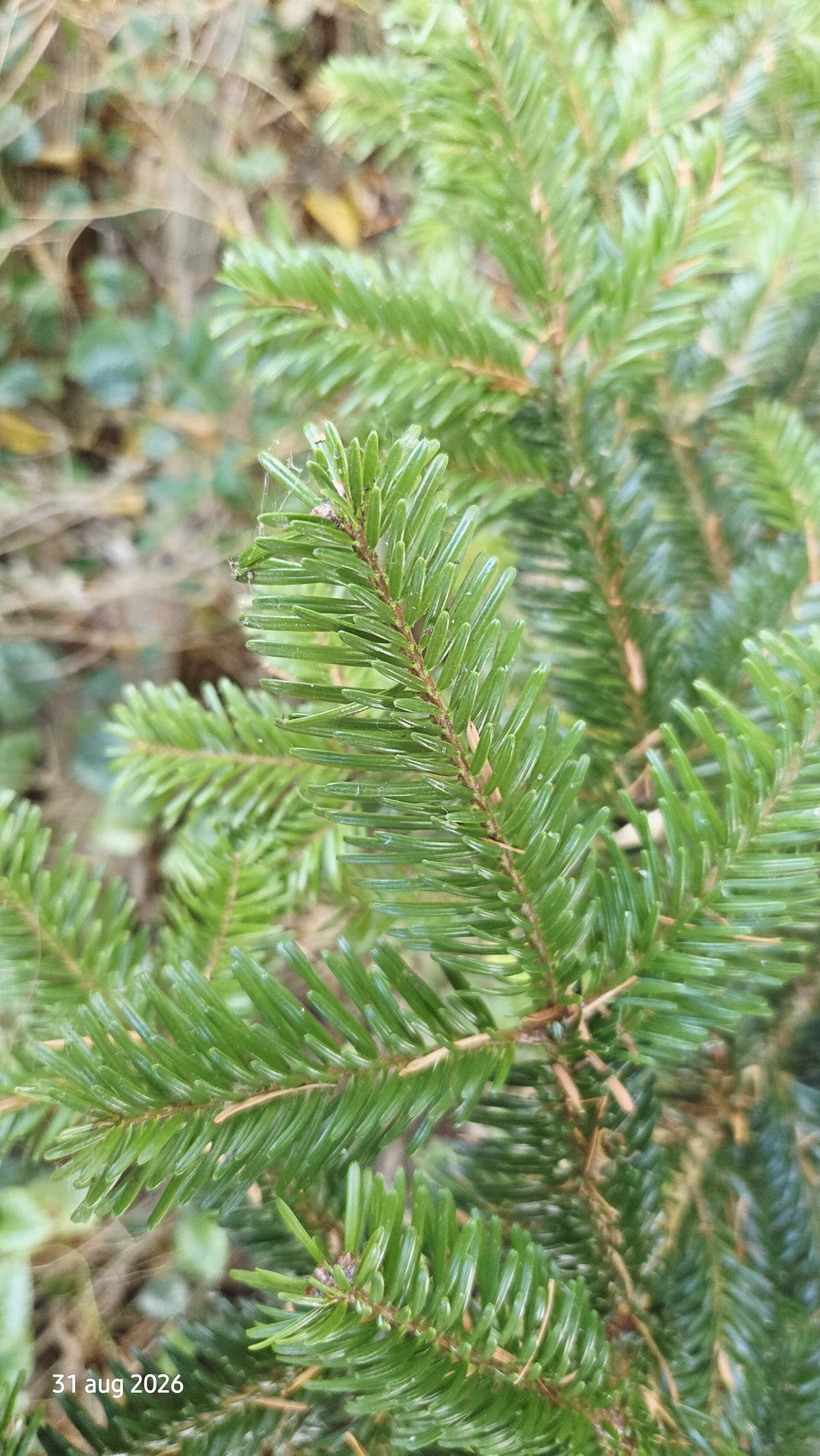 Abies bornmuellerana – Bornmueller-zilverspar