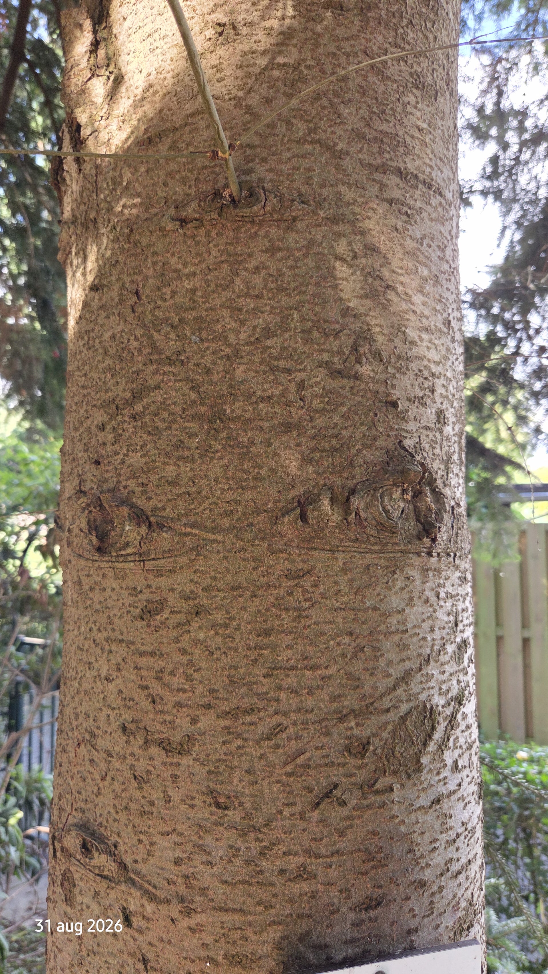 Abies bornmuellerana – Bornmueller-zilverspar