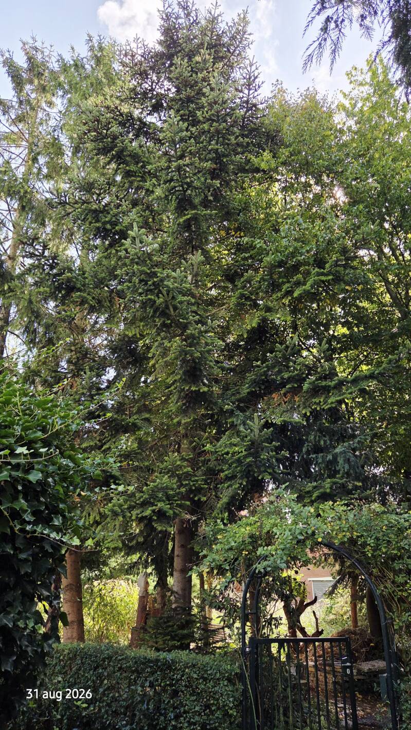 Abies bornmuellerana – Bornmueller-zilverspar