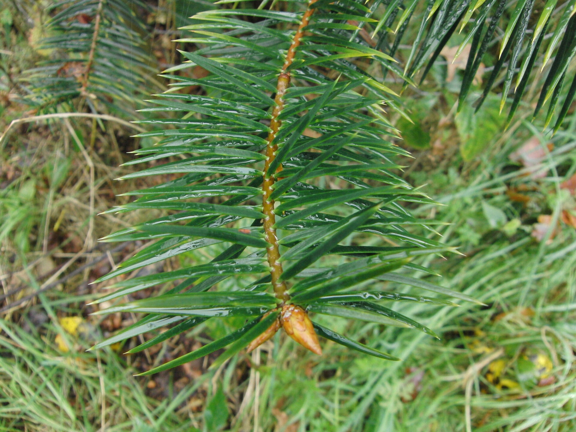Abies bracteata – Santa Lucia's zilverspar