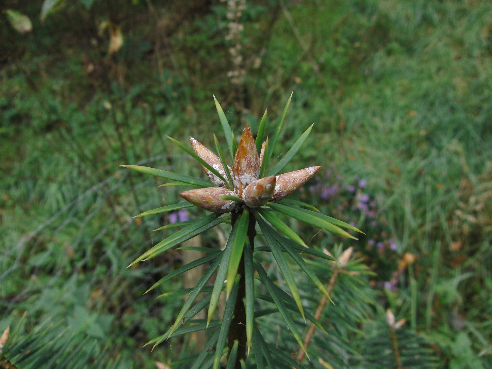 Abies bracteata – Santa Lucia's zilverspar