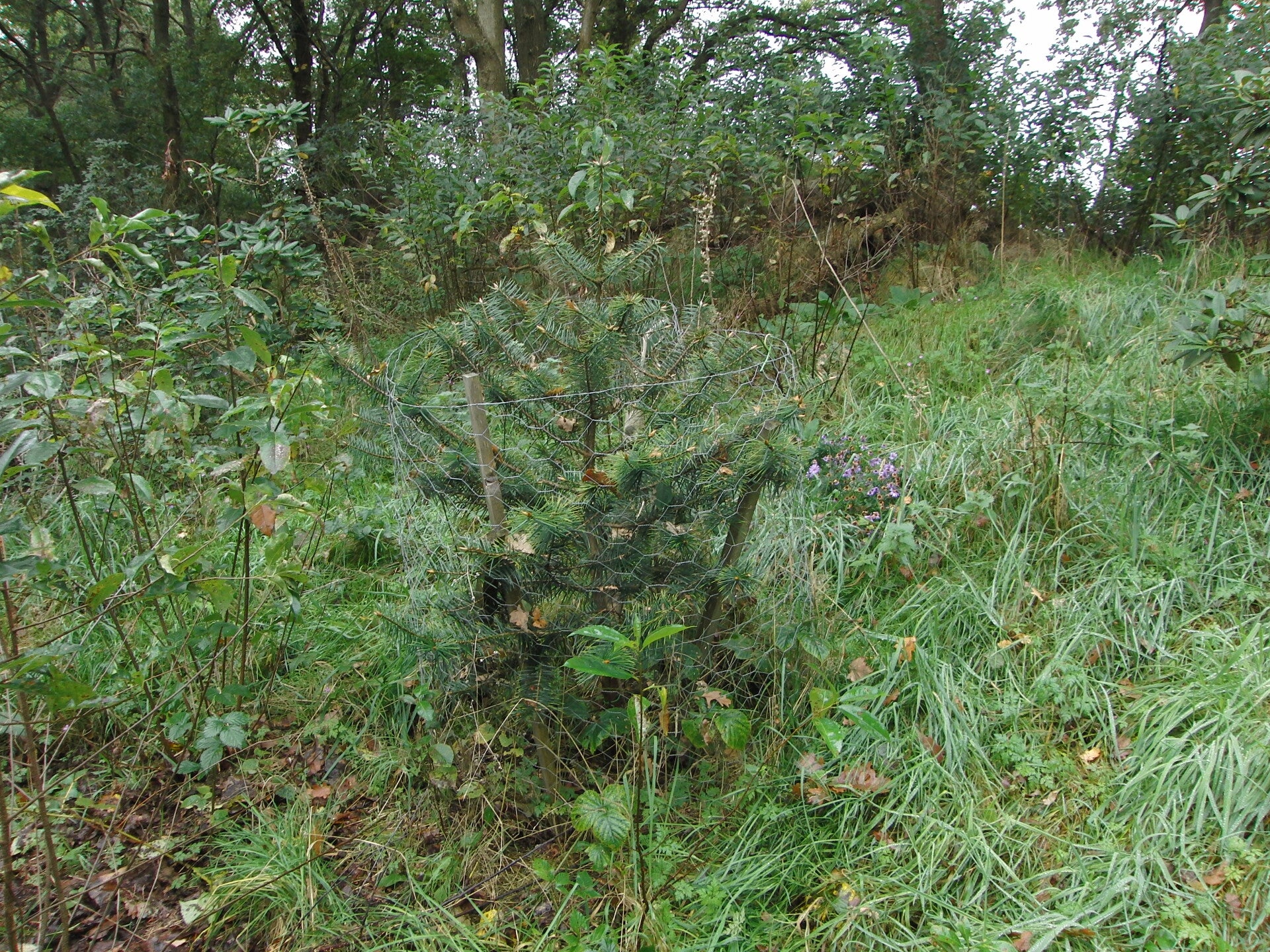 Abies bracteata – Santa Lucia's zilverspar