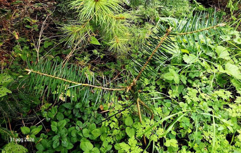 Abies bracteata – Santa Lucia's zilverspar
