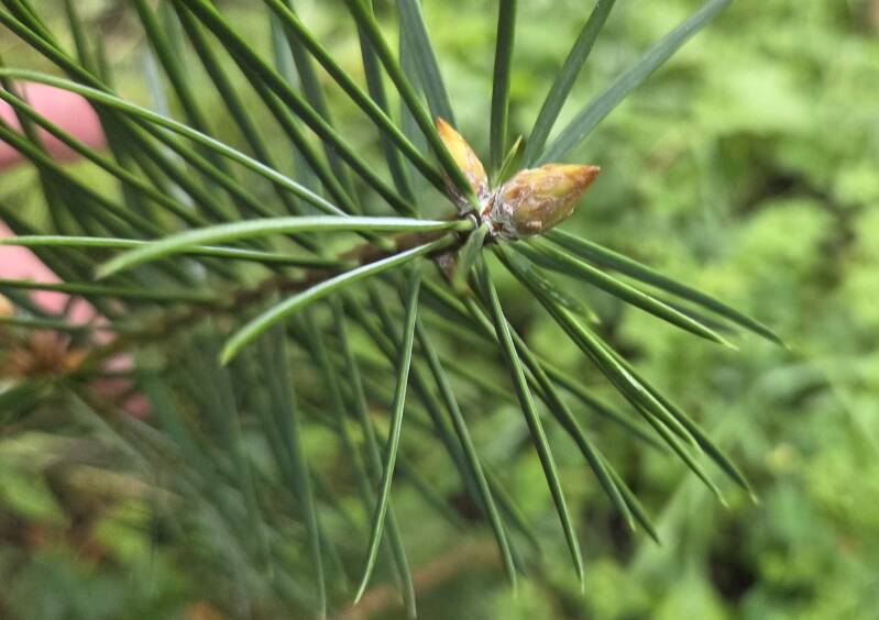 Abies bracteata – Santa Lucia's zilverspar