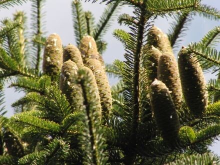 Abies cephalonica var. peloponnesiaca – Griekse zilverspar