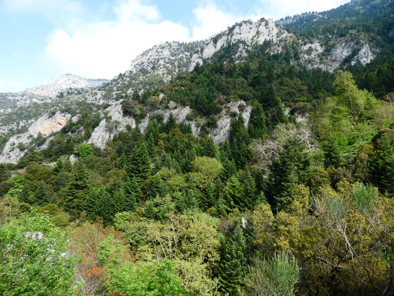 Abies cephalonica var. peloponnesiaca – Griekse zilverspar