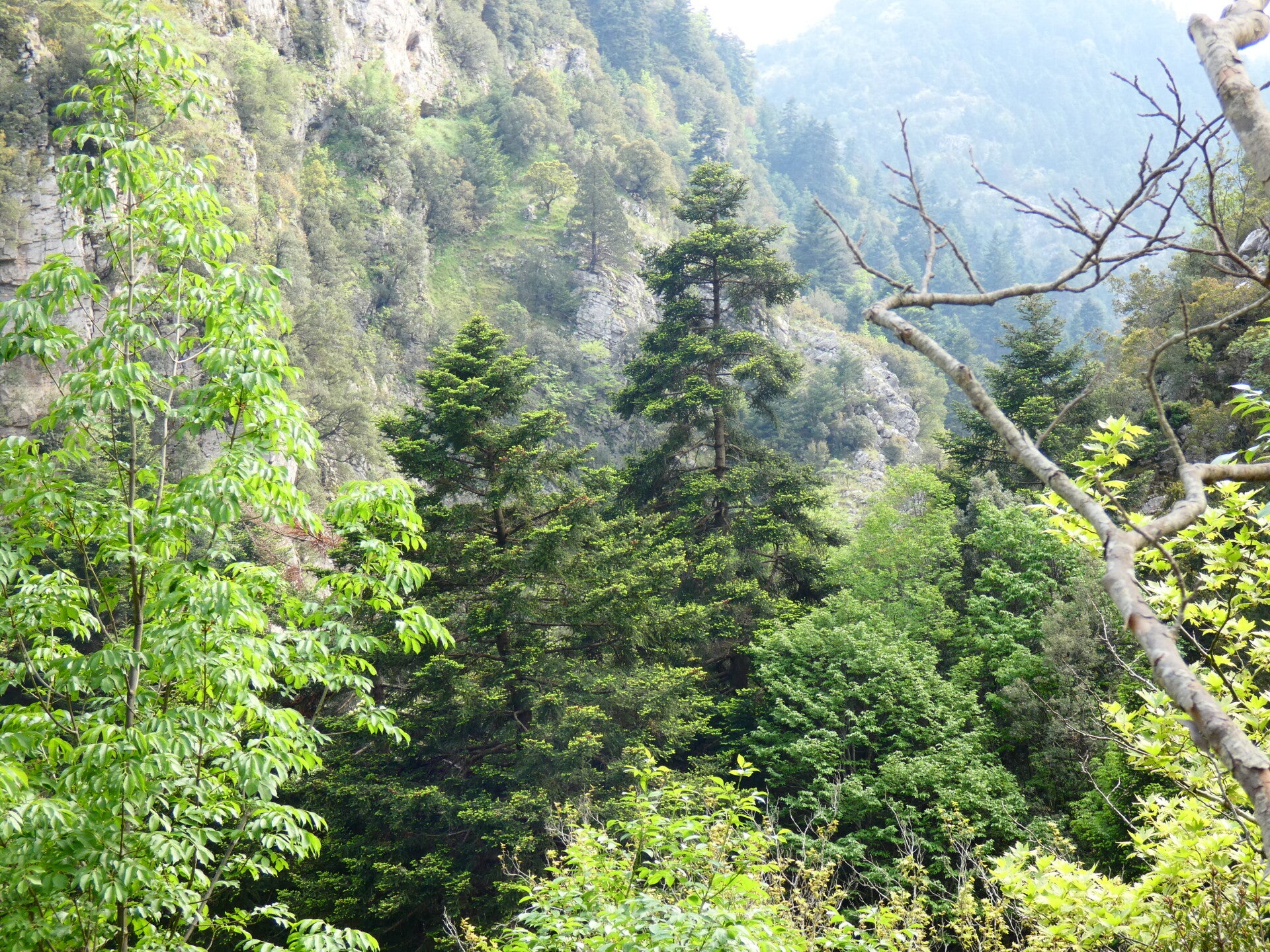 Abies cephalonica var. peloponnesiaca – Griekse zilverspar