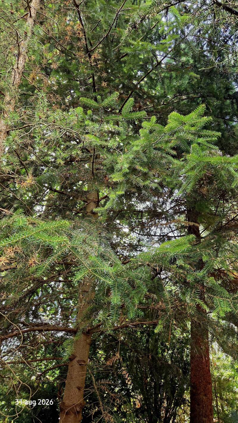 Abies cephalonica var. peloponnesiaca – Griekse zilverspar