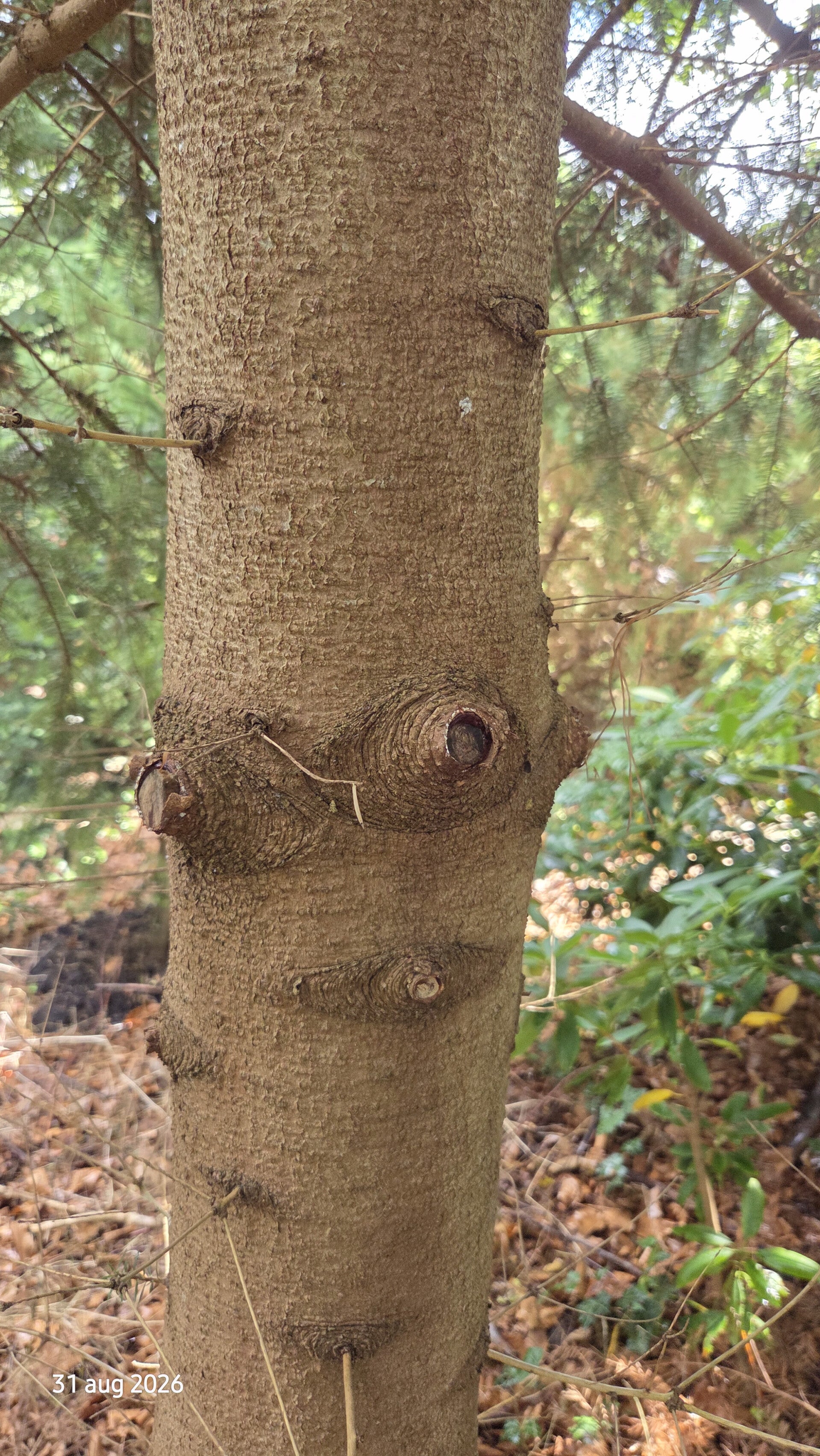 Abies cephalonica var. peloponnesiaca – Griekse zilverspar