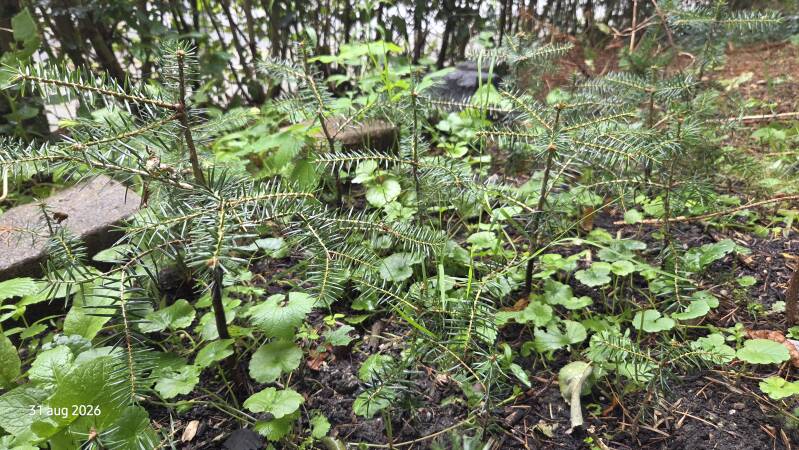 Abies cephalonica var. peloponnesiaca – Griekse zilverspar