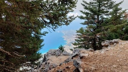 Abies cephalonica – Griekse zilverspar