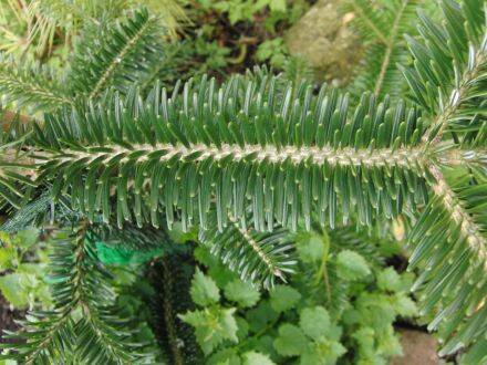 Abies chensiensis – Shensi-zilverspar