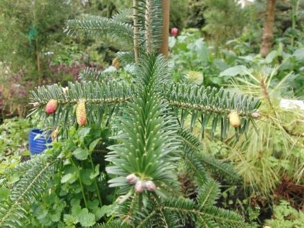 Abies chensiensis – Shensi-zilverspar