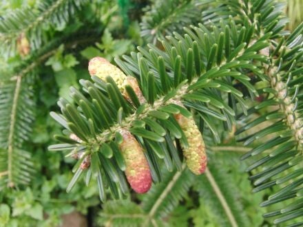 Abies chensiensis – Shensi-zilverspar