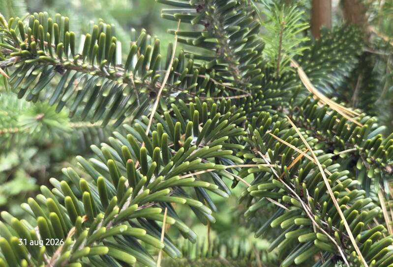 Abies chensiensis – Shensi-zilverspar