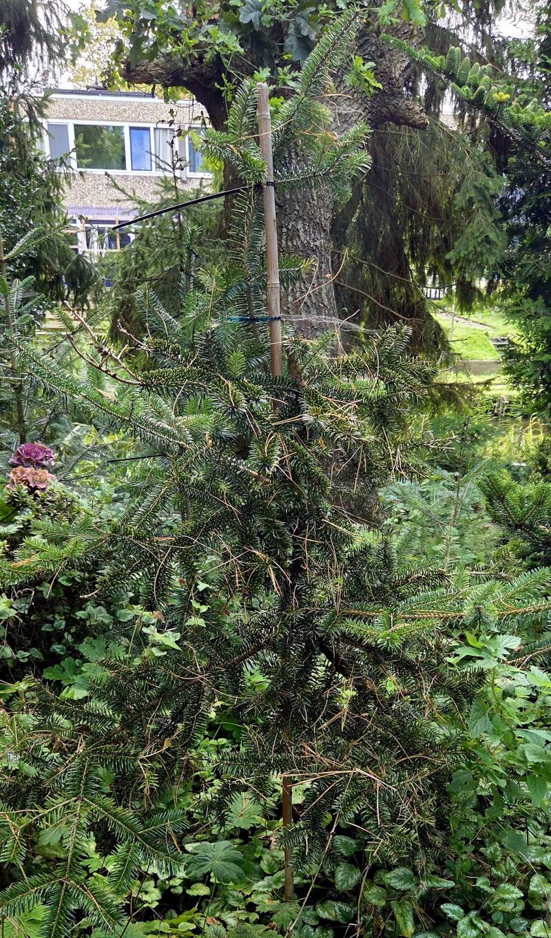 Abies chensiensis – Shensi-zilverspar