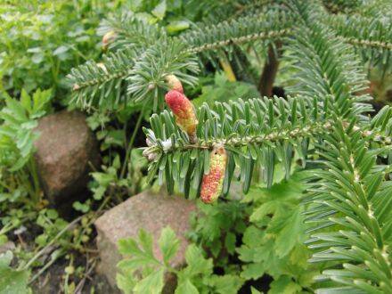 Abies chensiensis – Shensi-zilverspar