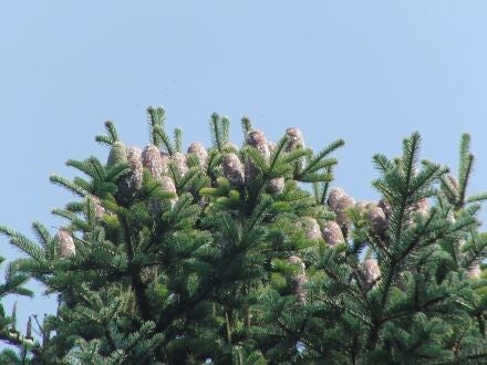 Abies cilicica – Syrische zilverspar