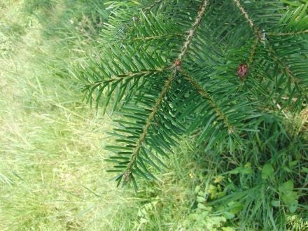 Abies cilicica – Syrische zilverspar