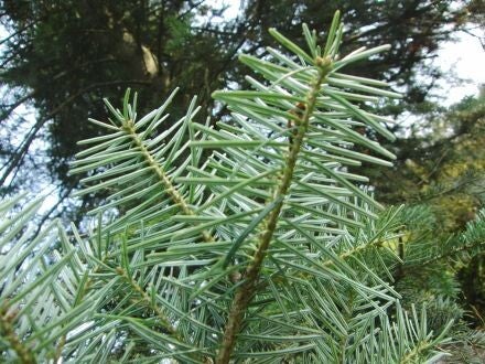 Abies cilicica – Syrische zilverspar
