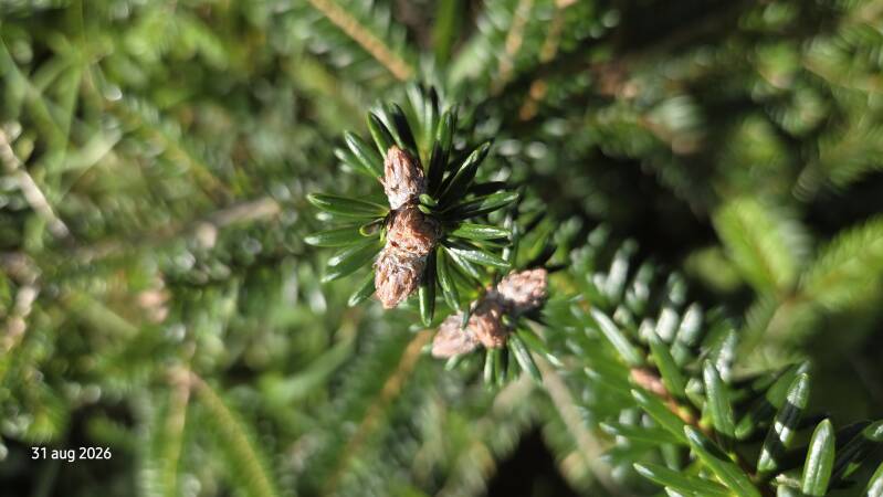 Abies cilicica – Syrische zilverspar