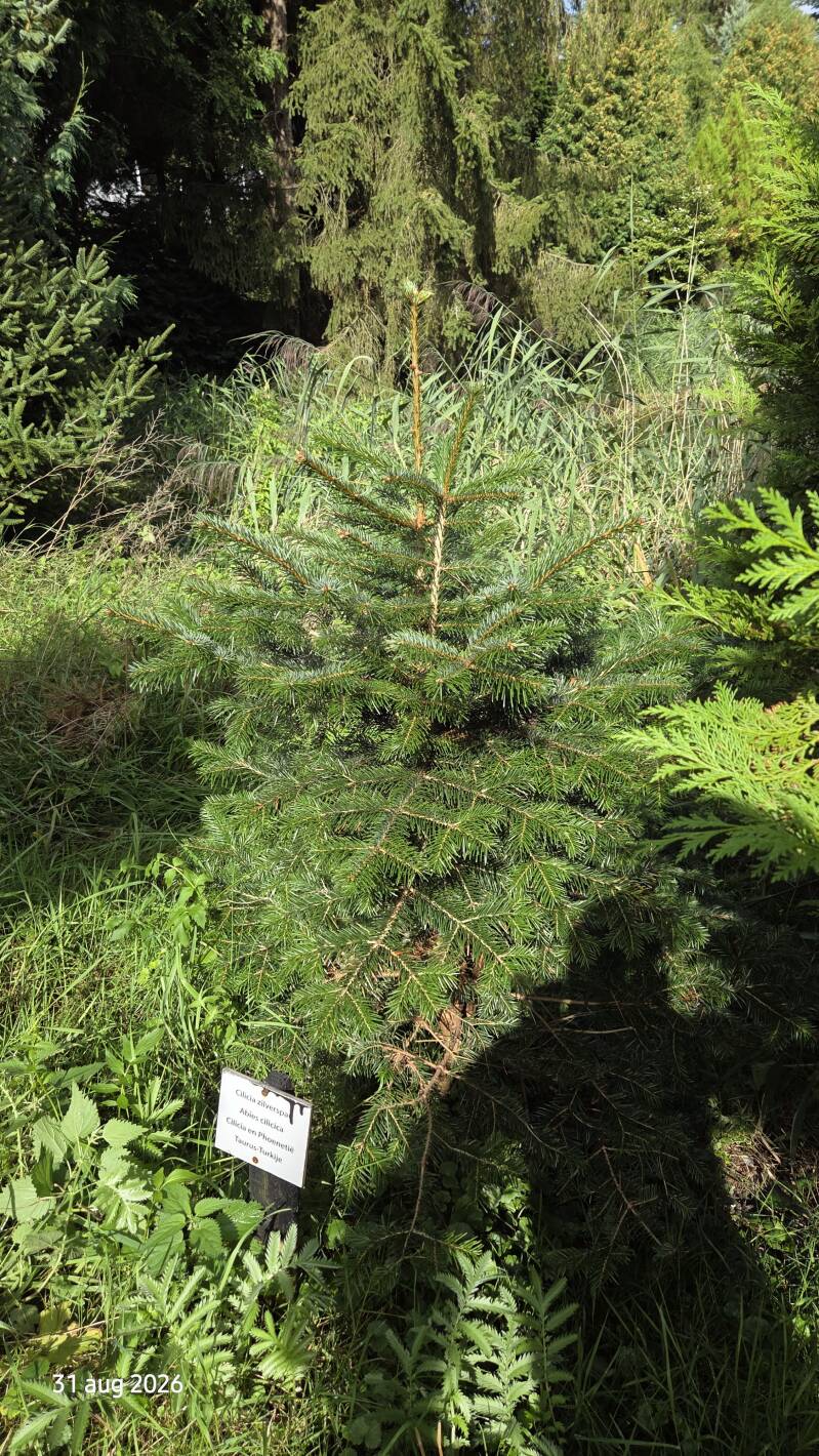 Abies cilicica – Syrische zilverspar