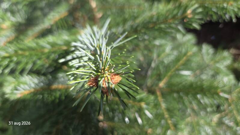 Abies cilicica – Syrische zilverspar