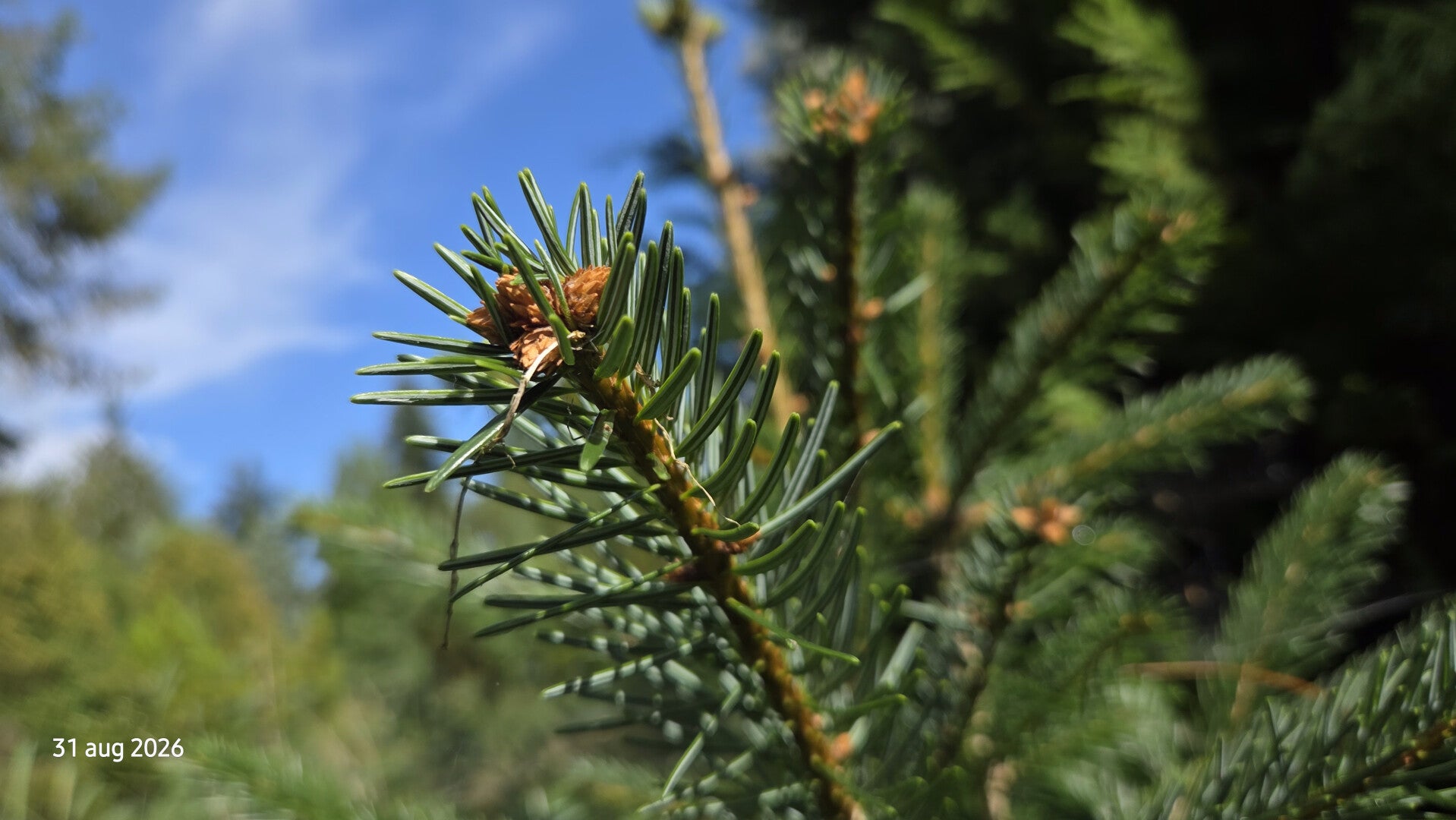 Abies cilicica – Syrische zilverspar