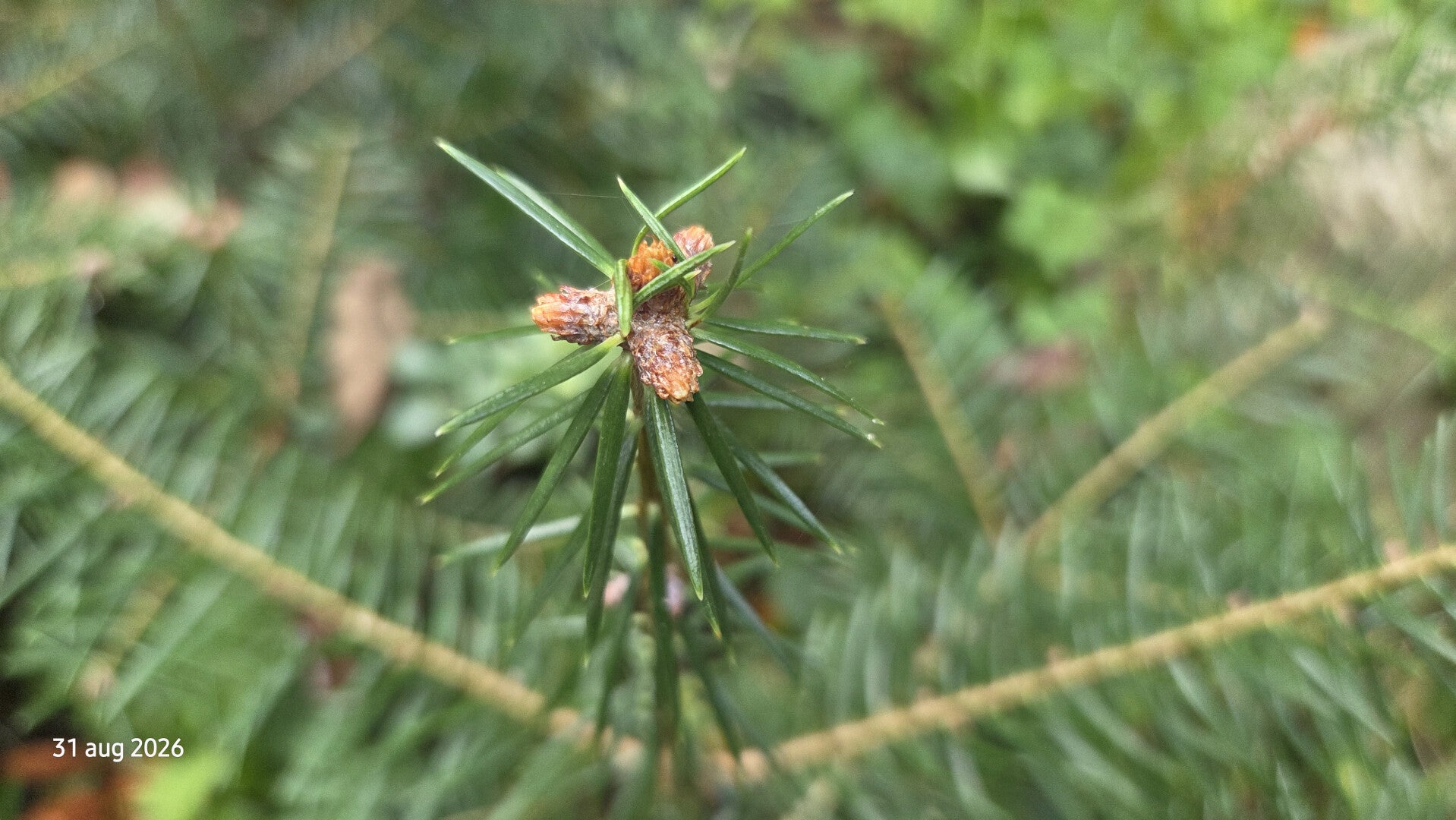 Abies cilicica var. isaurica