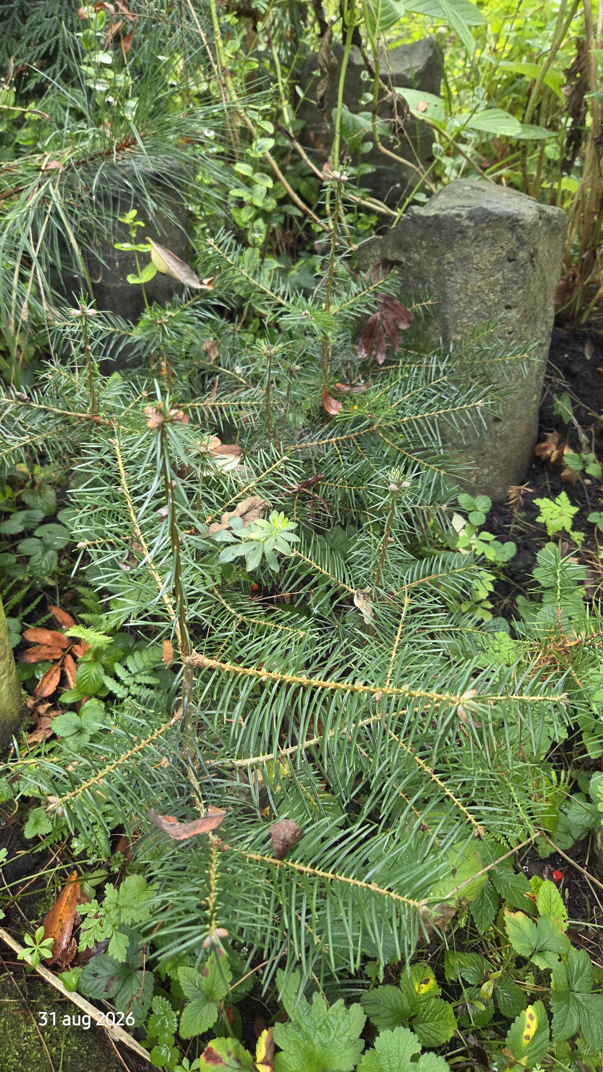 Abies cilicica var. isaurica