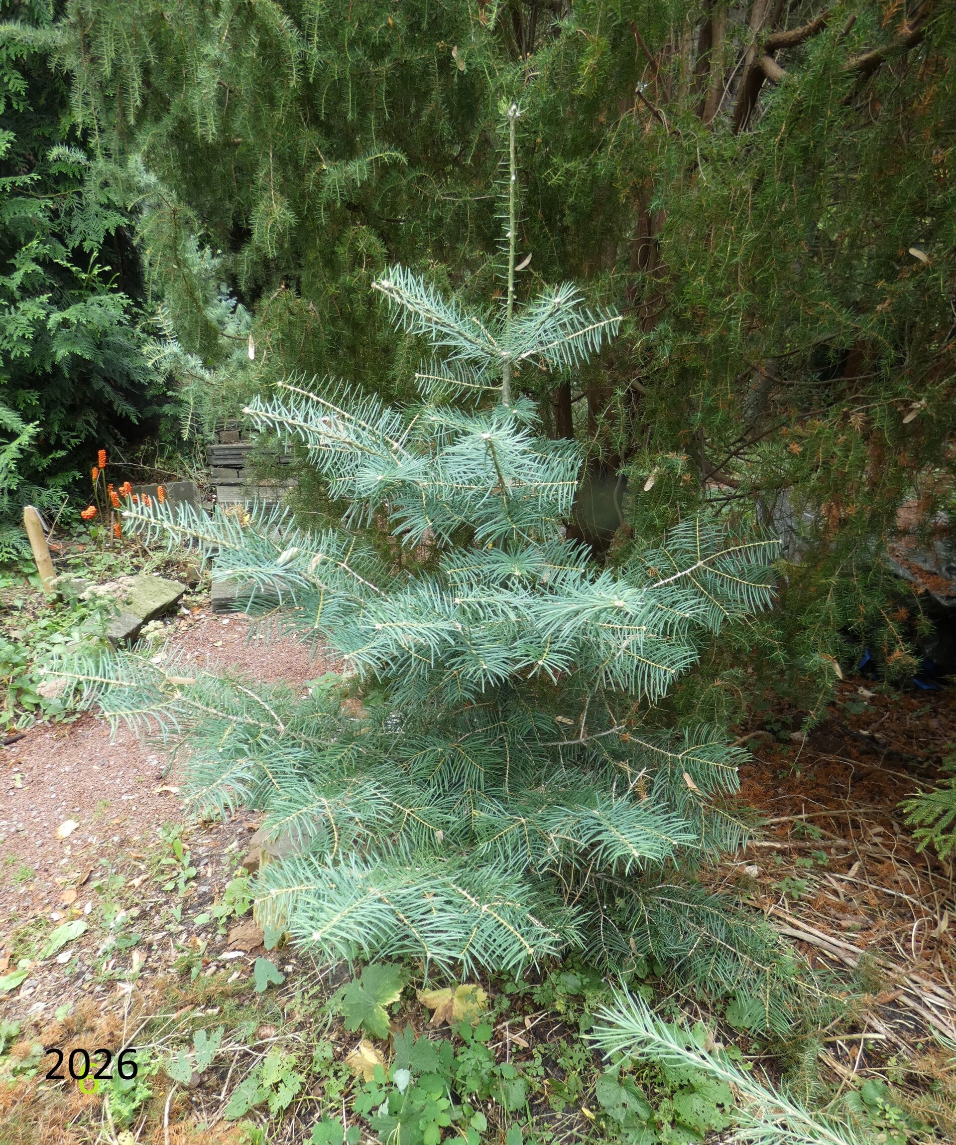 Abies concolor 'Wintergold' – Witte zilverspar