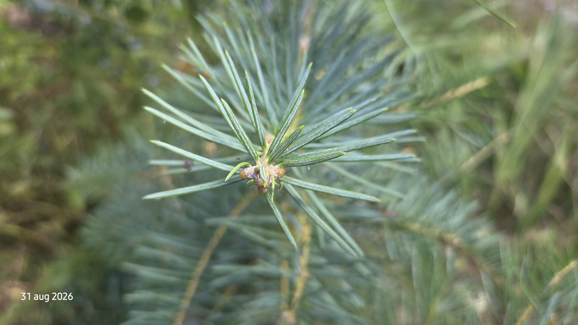 Abies concolor 'Wintergold' – Witte zilverspar