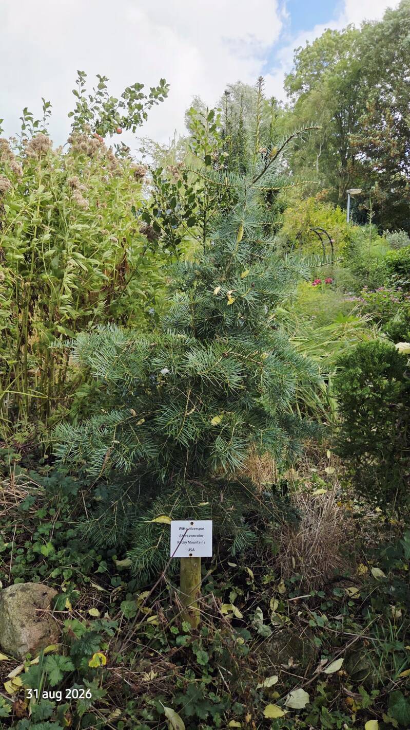 Abies concolor 'Wintergold' – Witte zilverspar